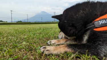 富士山周辺観光 夏の避暑さんぽ（林間）